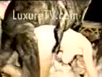 Big breasted non-professional legal age teenager black cock sluts indulging in beast sex